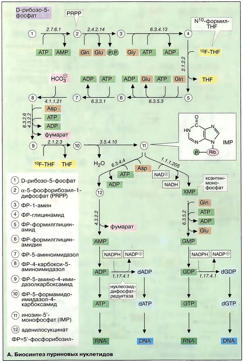 Биосинтез пуриновых нуклетидов