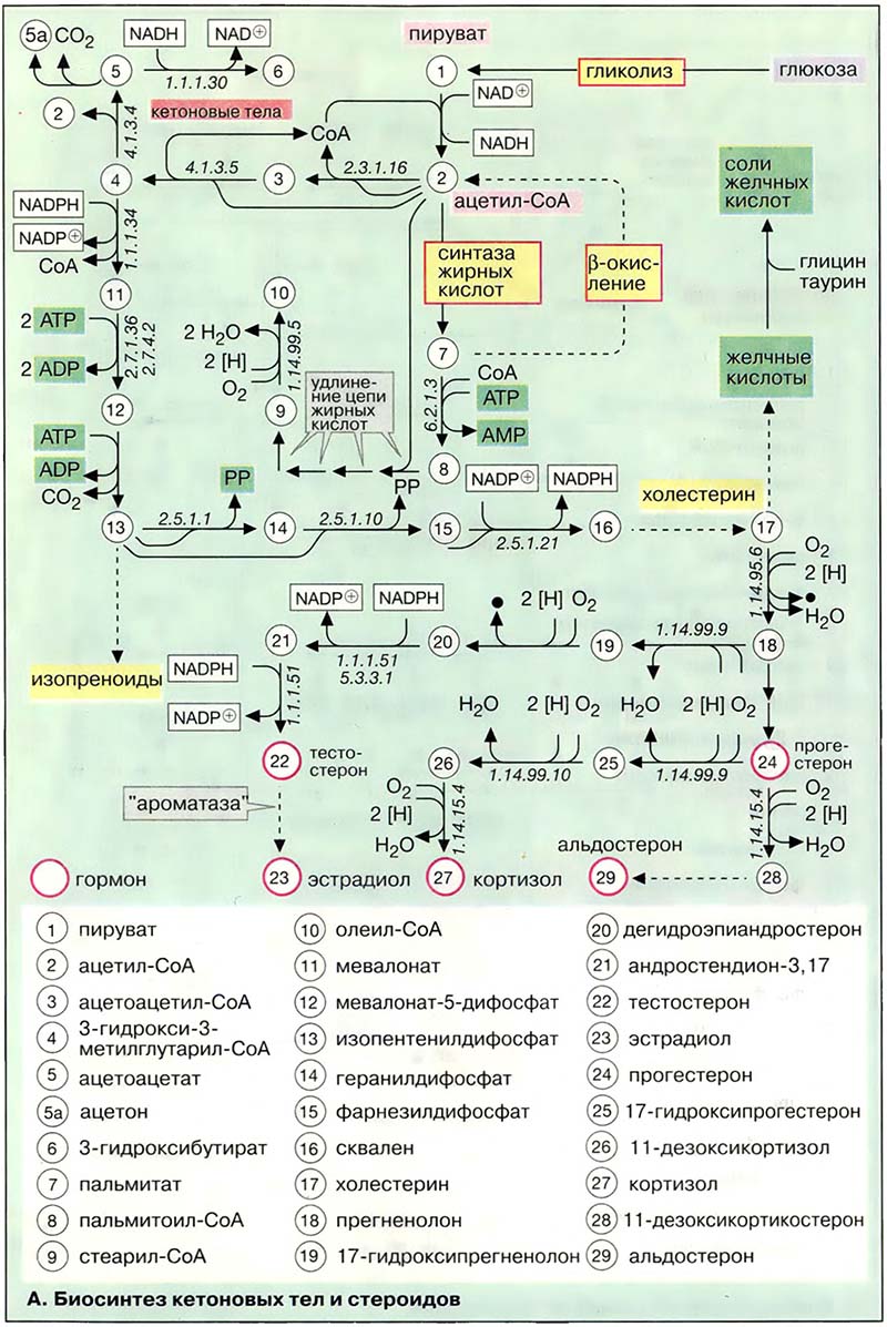 Биосинтез кетоновых тел и стероидов