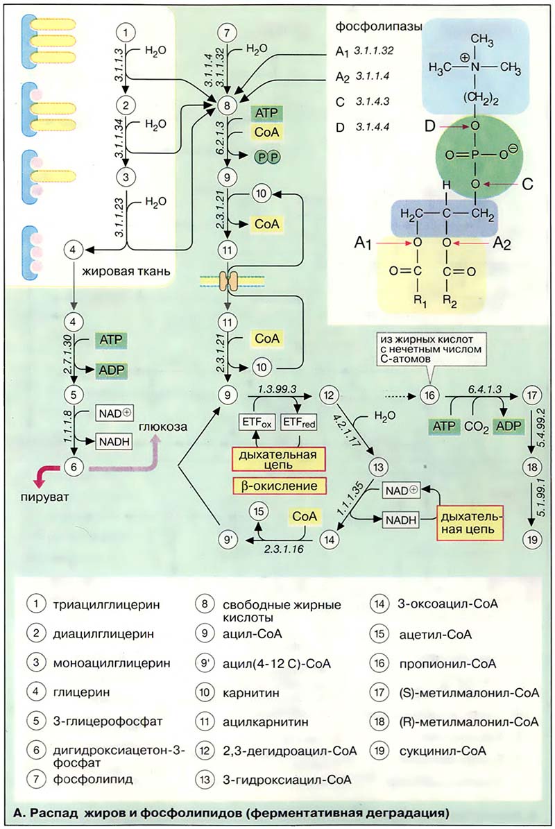 Распад жиров и фосфолипидов (ферментативная деградация)