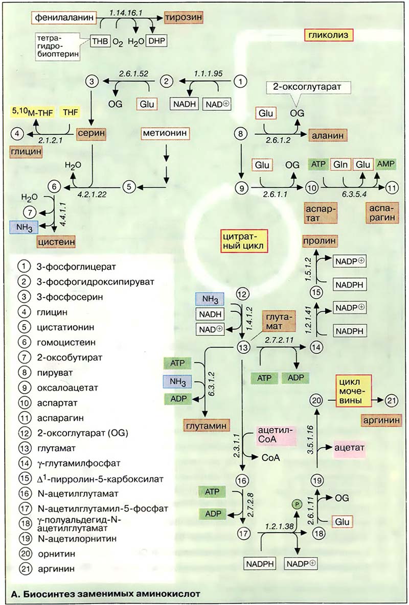 Биосинтез заменимых аминокислот