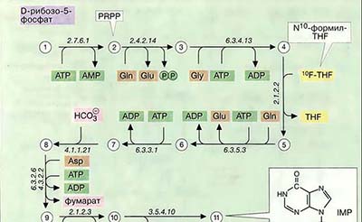 Биосинтез пуриновых нуклетидов