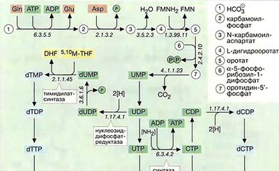 Биосинтез пиримидиновых нуклеотидов и перенос C<sub>1</sub>-фрагментов