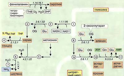 Биосинтез заменимых аминокислот