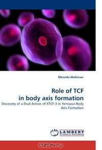 Miranda Molenaar / Role of TCF in body axis formation: Discovery of a Dual Action of XTCF-3 in Xenopus Body Axis Formation / A novel role of TCF family in body axis formation. Revolutionary high impact discoveries are described, elucidating the ...
