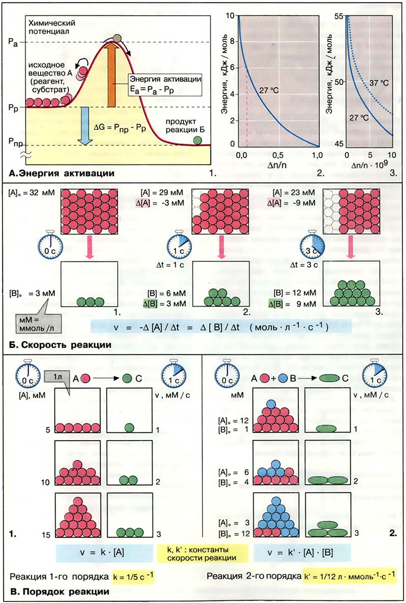 Основы биохимии. Физическая химия / Кинетика химических реакций