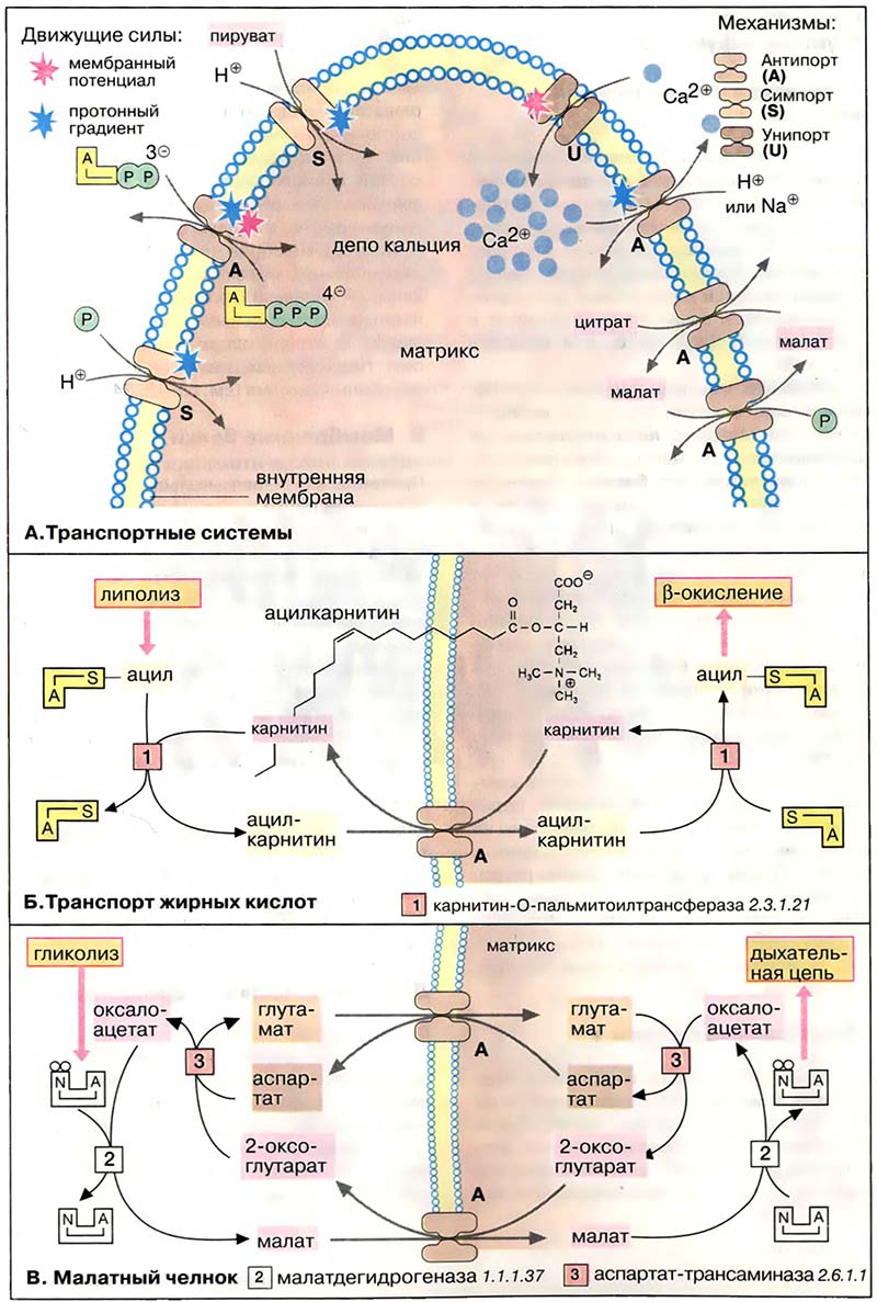 Организация клетки. Митохондрии / Транспортные системы