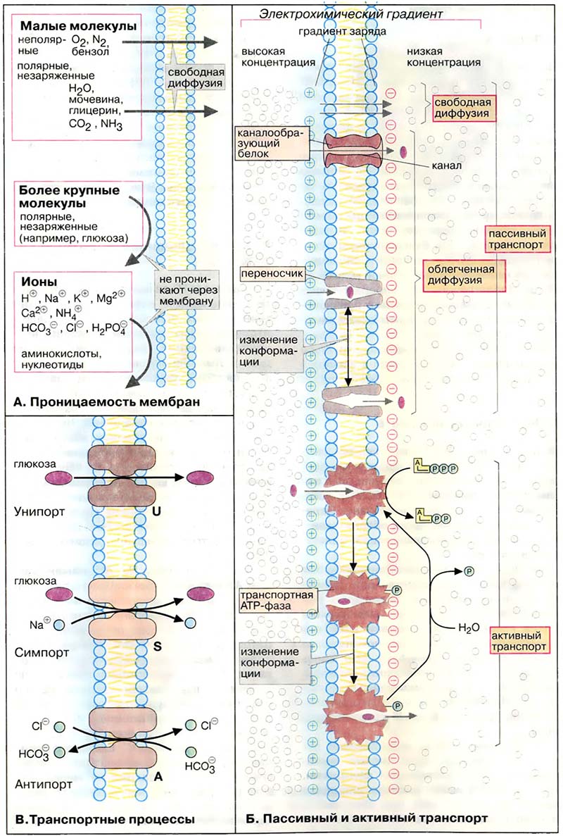 Организация клетки. Биомембраны / Транспортные процессы