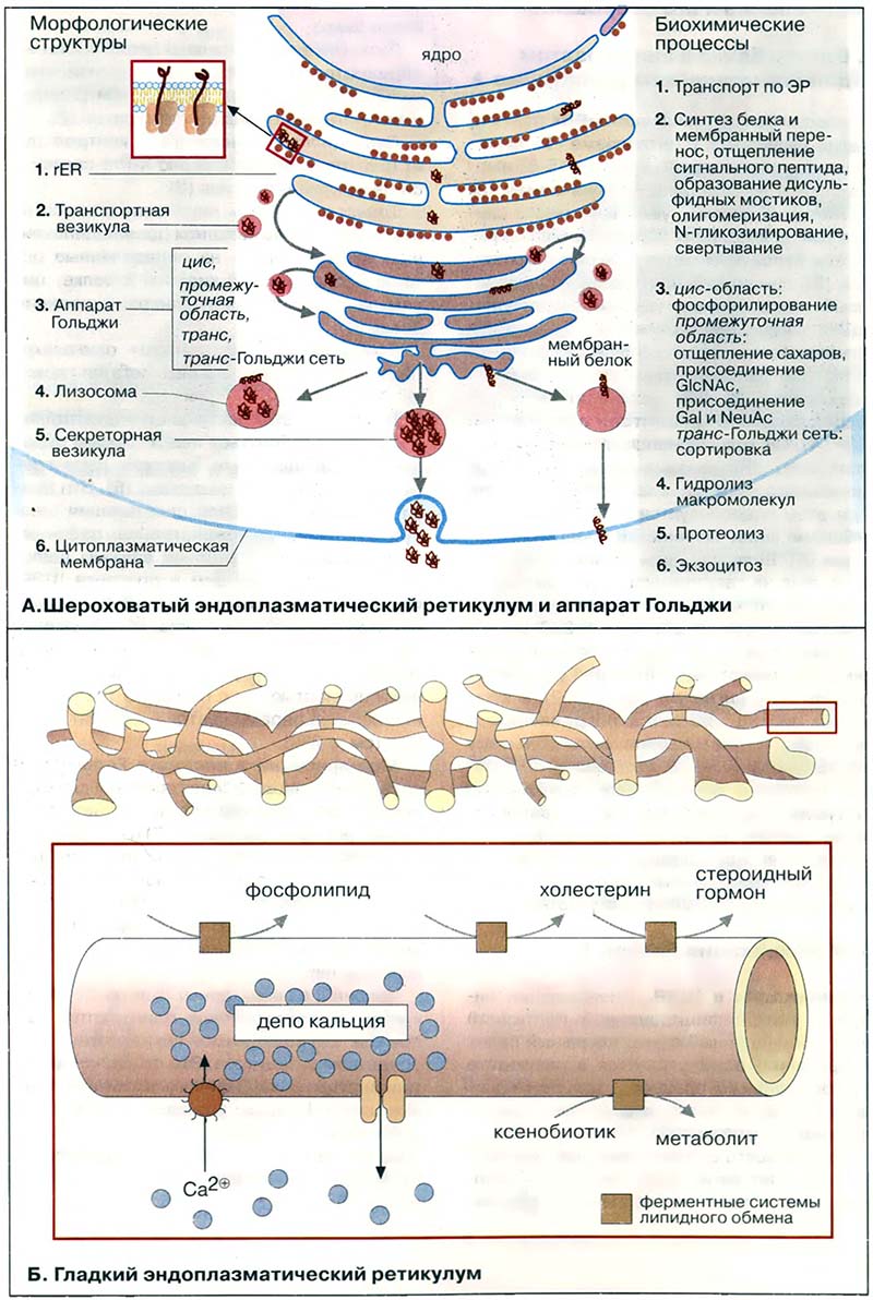 Организация клетки. ЭР и аппарат Гольджи / Устройство и функционирование эндоплазматического ретикулума и аппарата Гольджи
