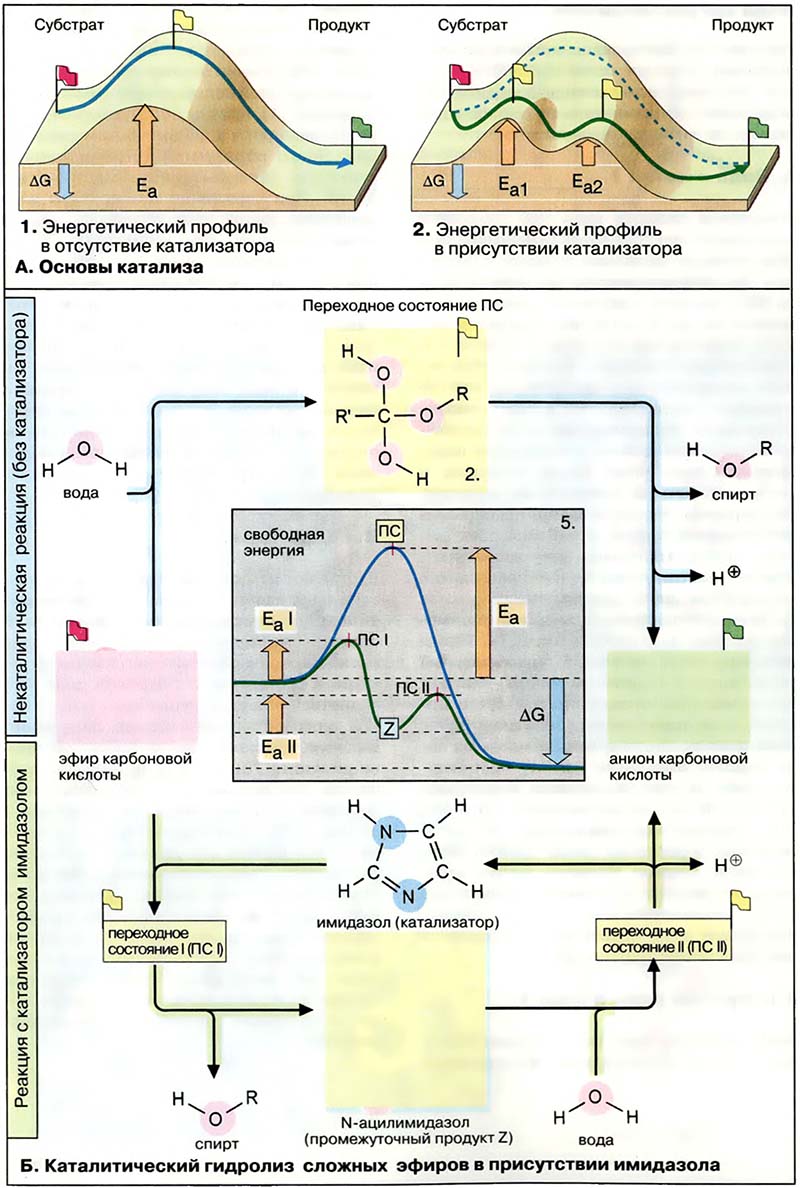 Основы биохимии. Физическая химия / Катализ
