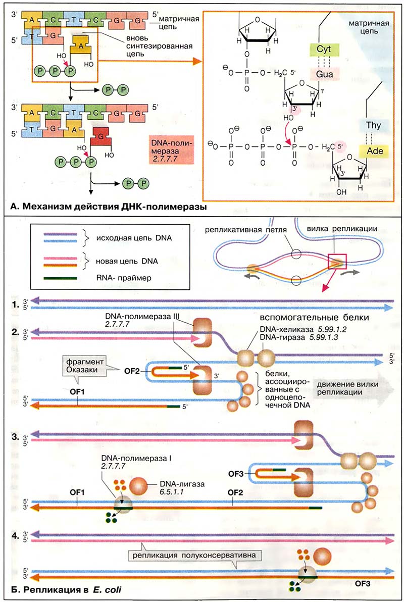 Молекулярная генетика / Репликация
