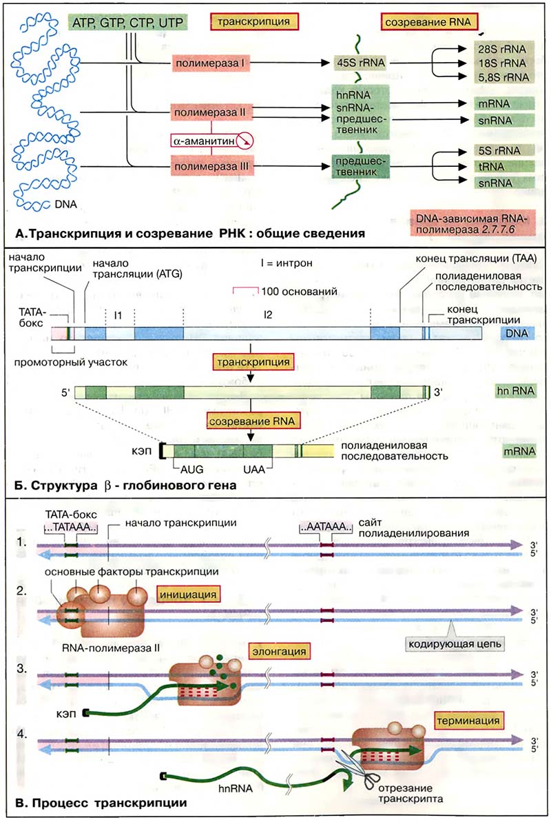 Молекулярная генетика / Транскрипция