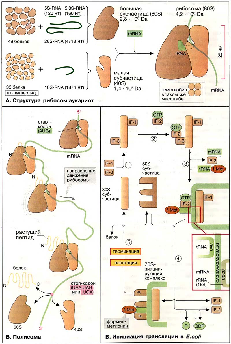 Молекулярная генетика / Рибосомы: инициация трансляции