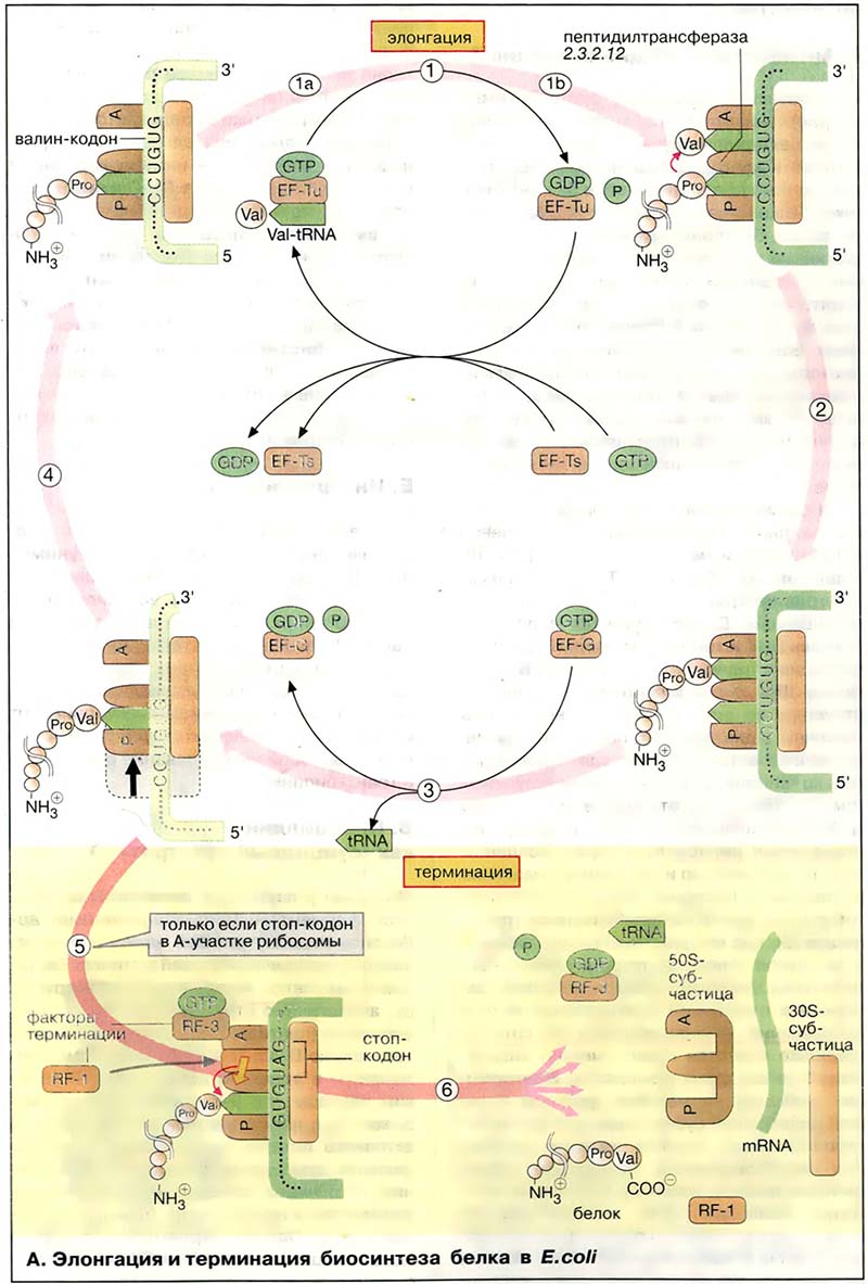 Молекулярная генетика / Рибосомы: элонгация, терминация