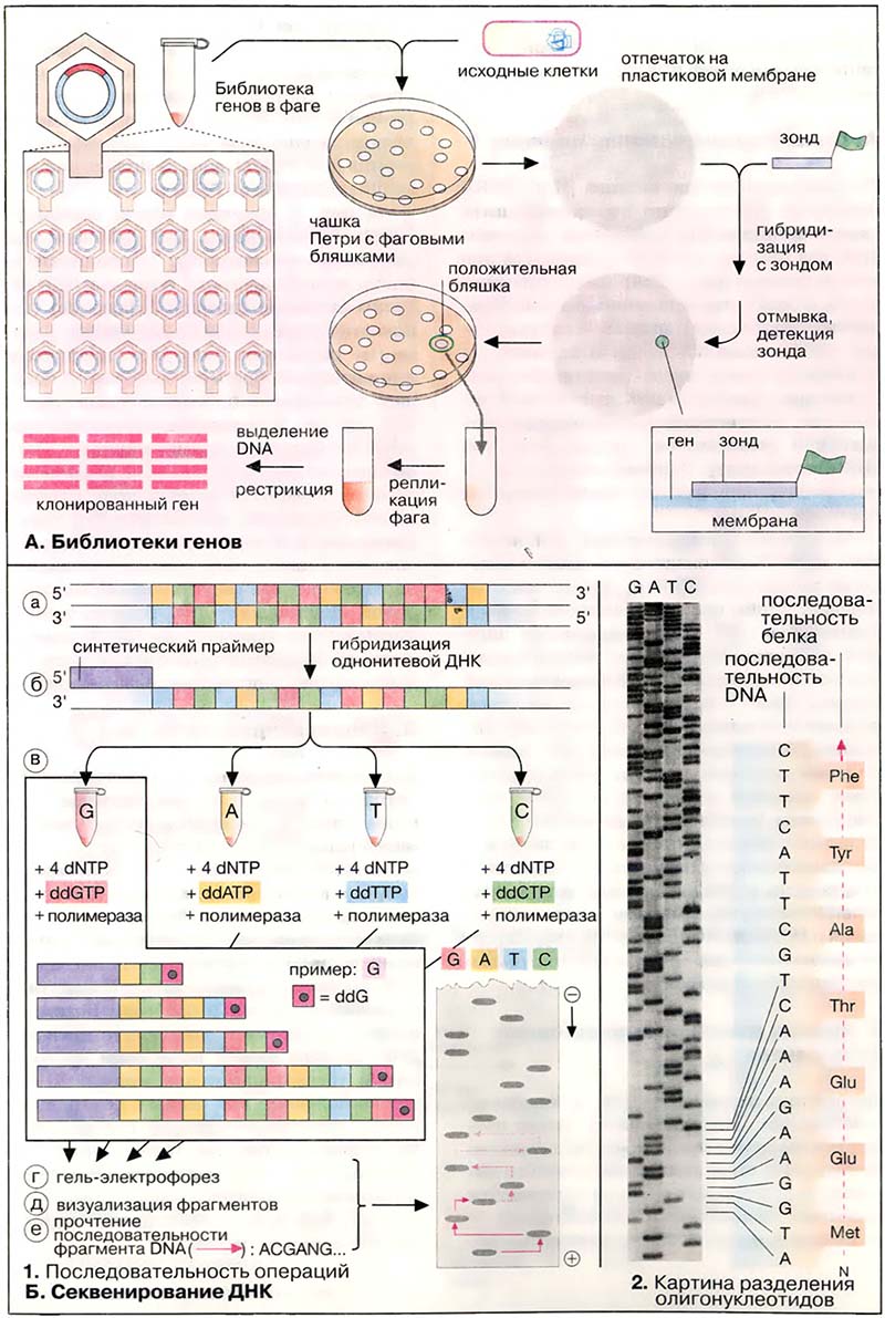 Молекулярная генетика. Генная инженерия / Секвенирование ДНК