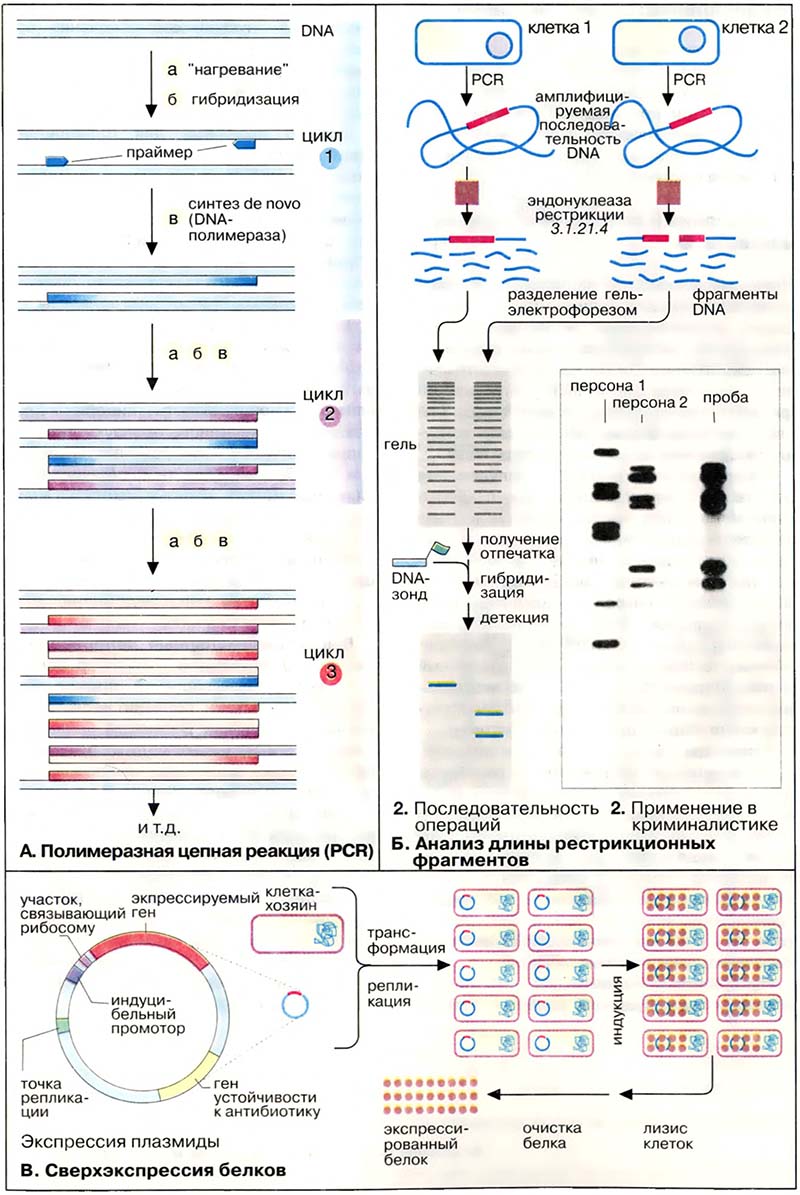 Молекулярная генетика. Генная инженерия / Полимеразная цепная реакция