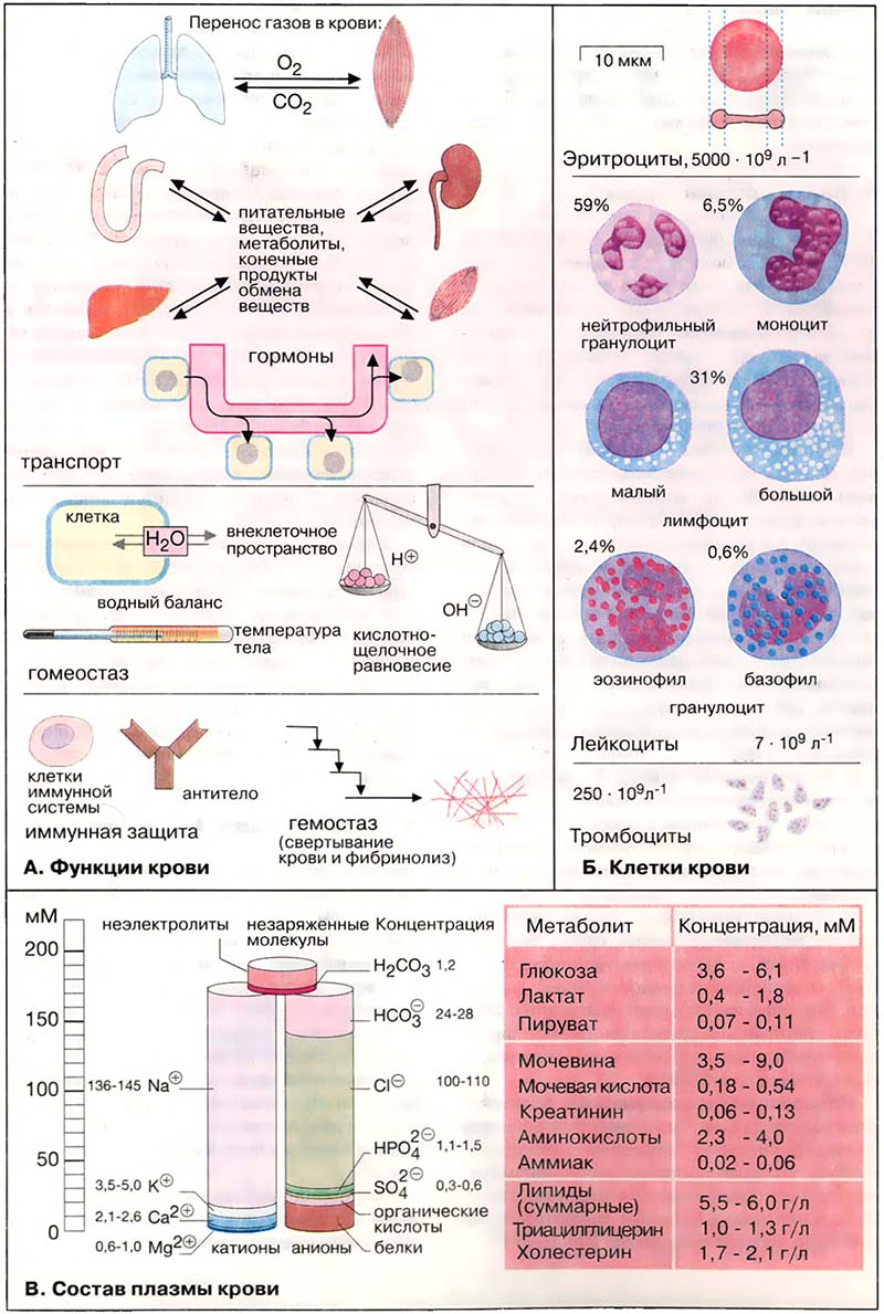Ткани и органы. Кровь / Кровь: состав и функции