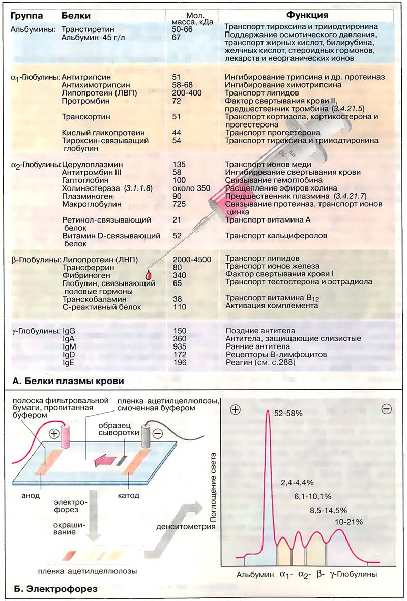 Ткани и органы. Кровь / Белки плазмы крови