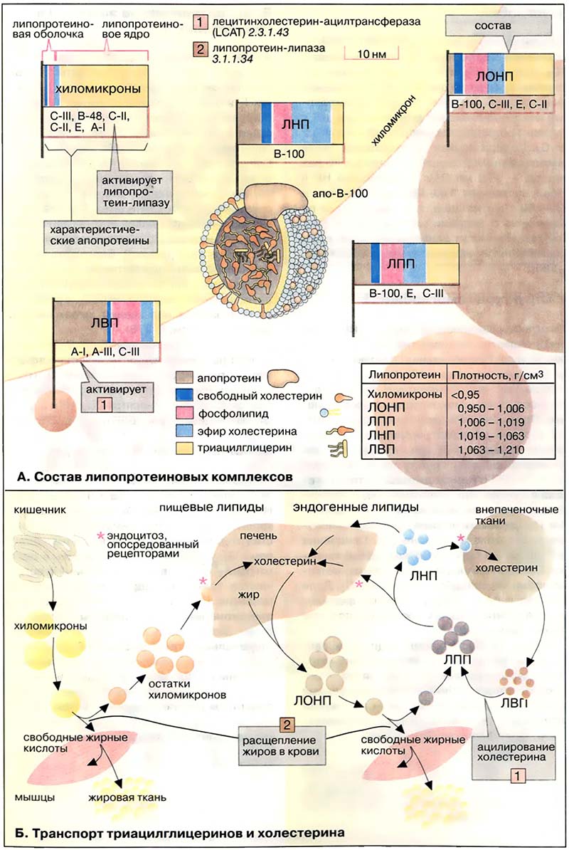 Ткани и органы. Кровь / Липопротеины