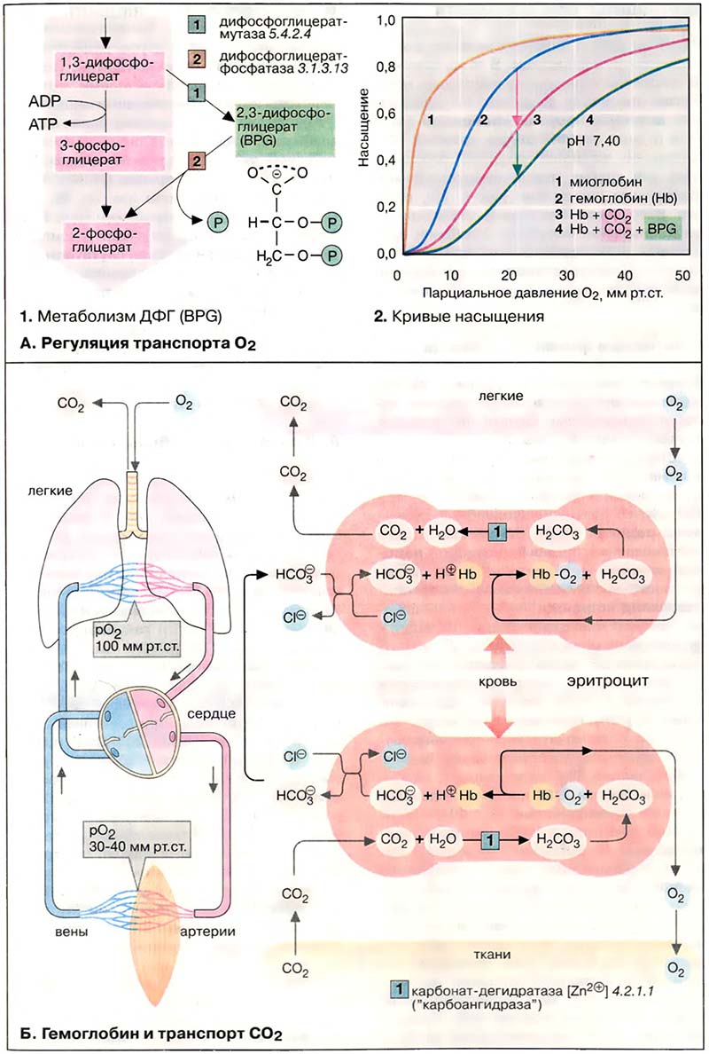 Ткани и органы. Кровь / Транспорт газов