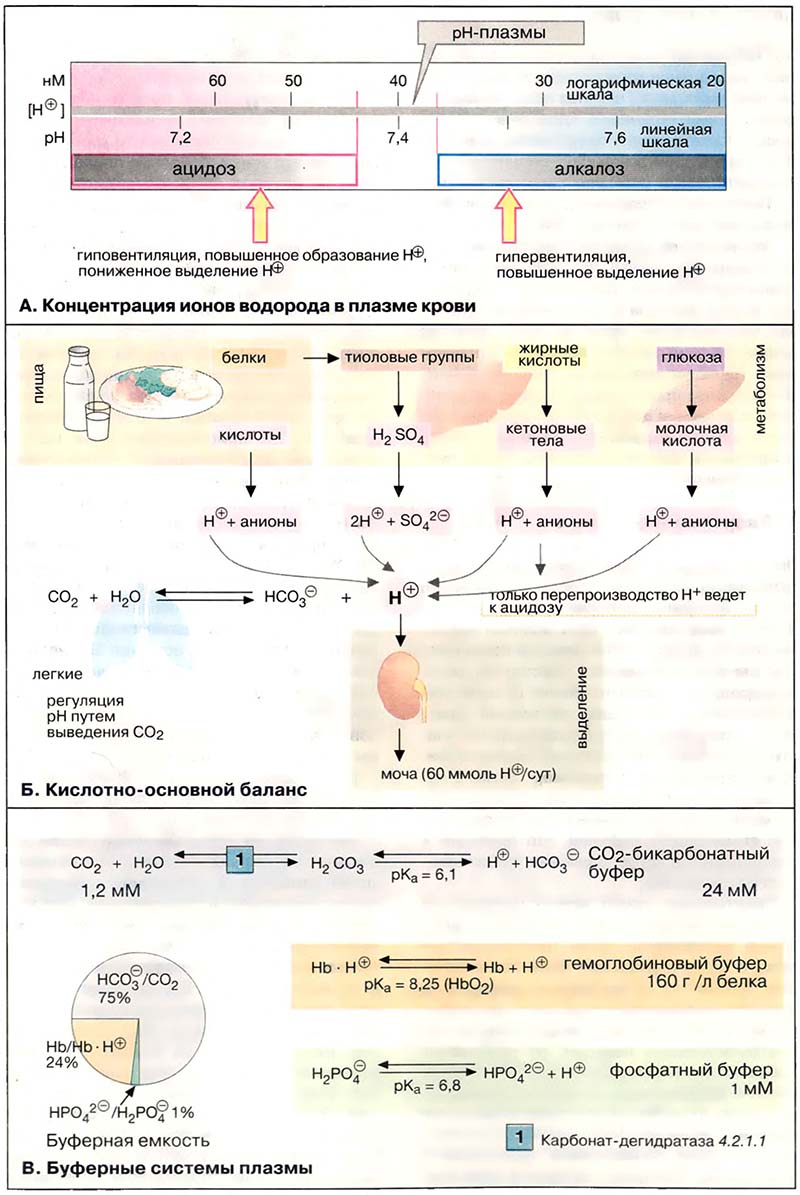 Ткани и органы. Кровь / Кислотно-основной баланс
