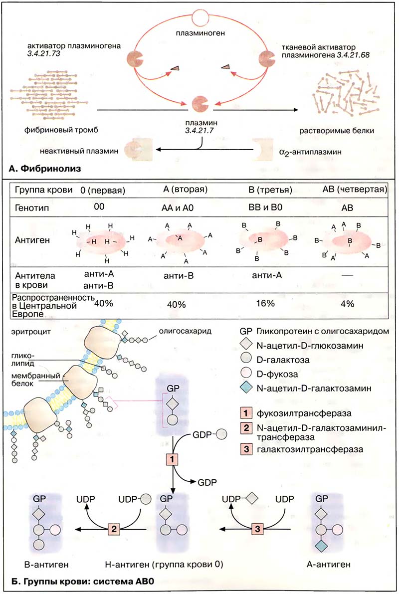 Ткани и органы. Кровь / Фибринолиз. Группы крови