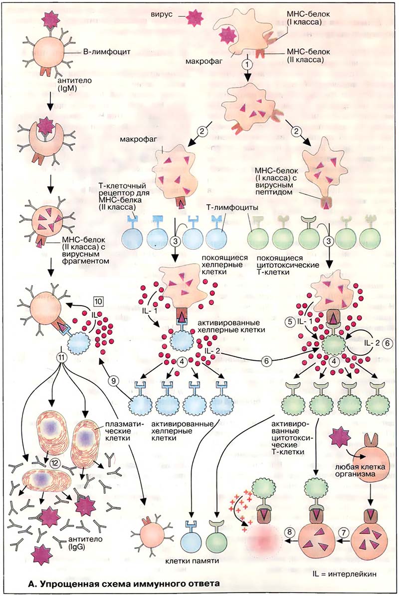 Ткани и органы. Иммунная система / Иммунный ответ