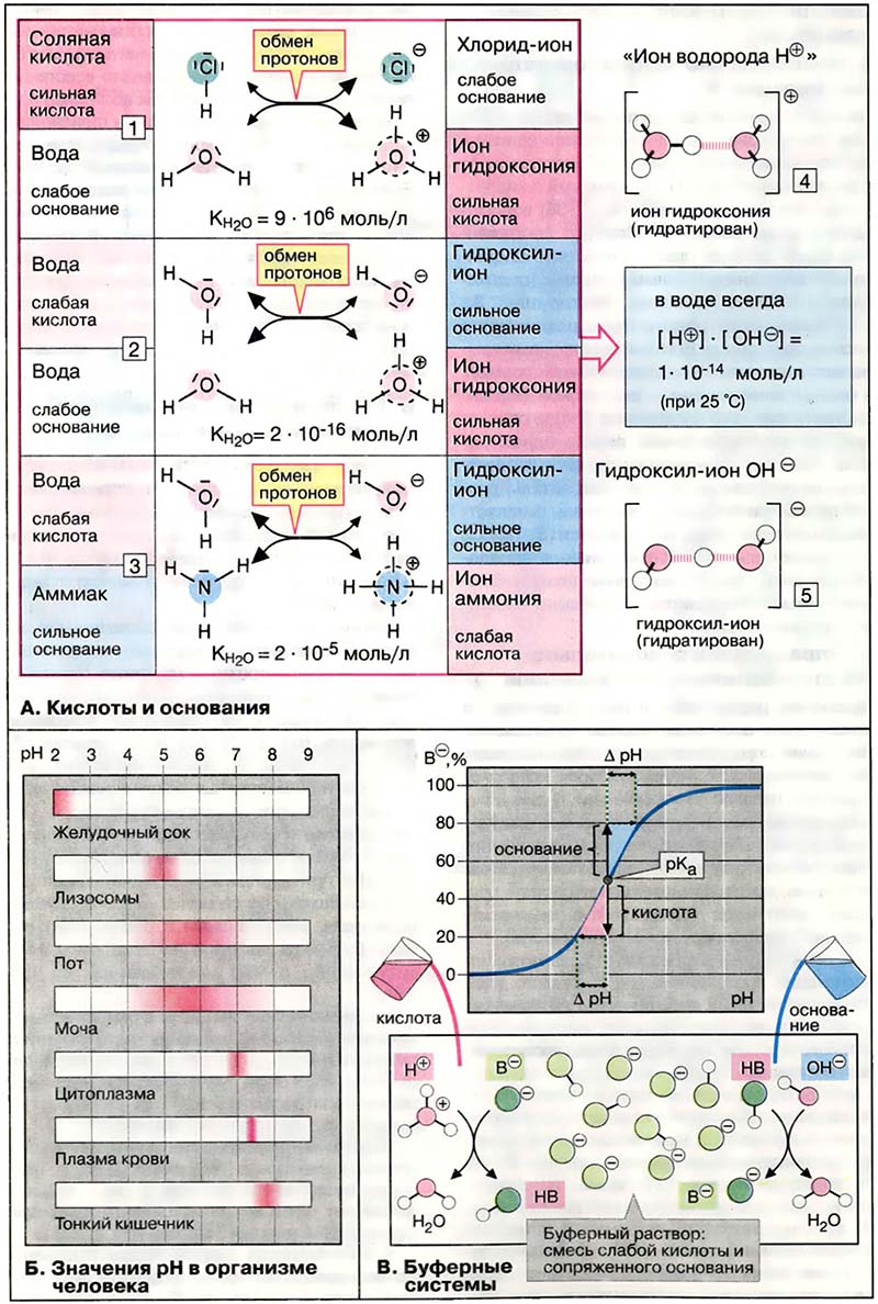 Основы биохимии. Физическая химия / Кислоты и основания