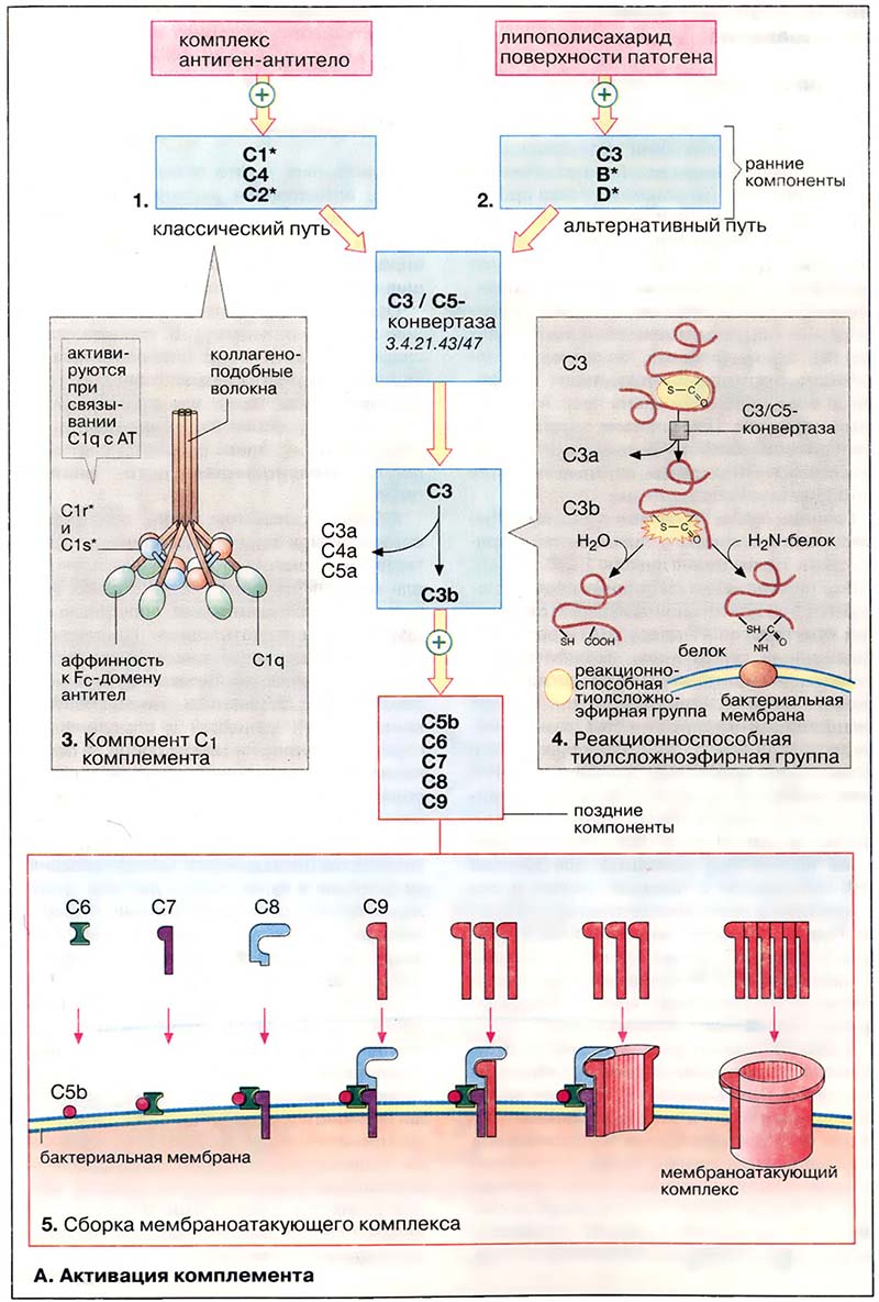 Ткани и органы. Иммунная система / Система комплемента