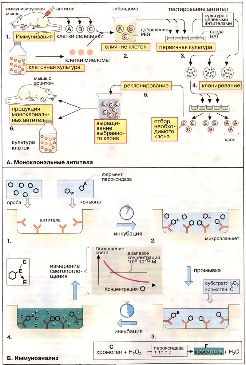 Ткани и органы. Иммунная система / Моноклональные антитела, иммуноанализ