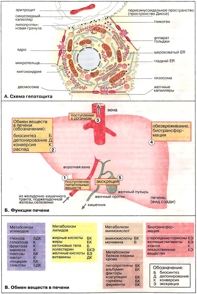 Ткани и органы. Печень / Печень: общие сведения