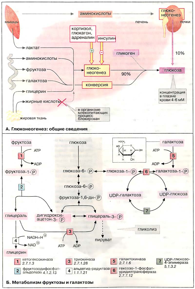 Ткани и органы. Печень / Метаболизм углеводов