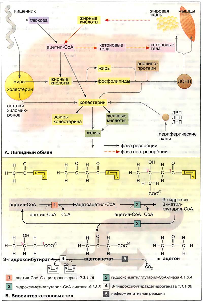 Ткани и органы. Печень / Метаболизм липидов