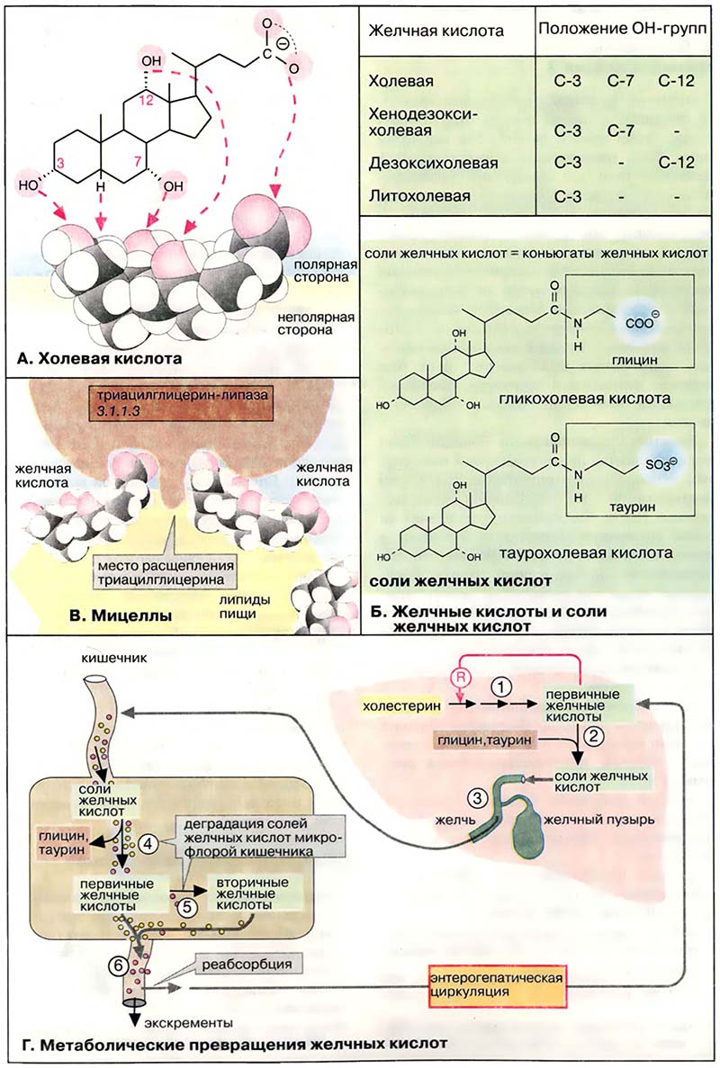 Ткани и органы. Печень / Желчные кислоты