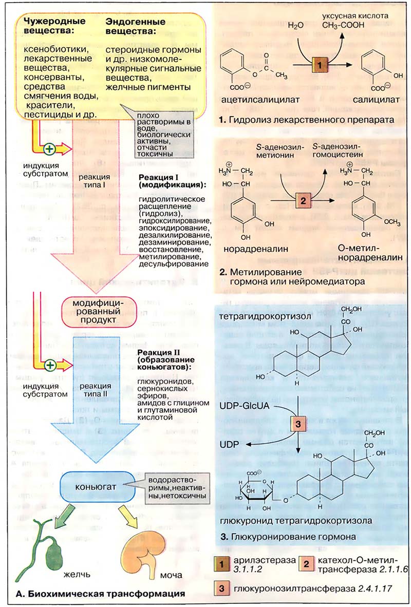 Ткани и органы. Печень / Биохимическая трансформация