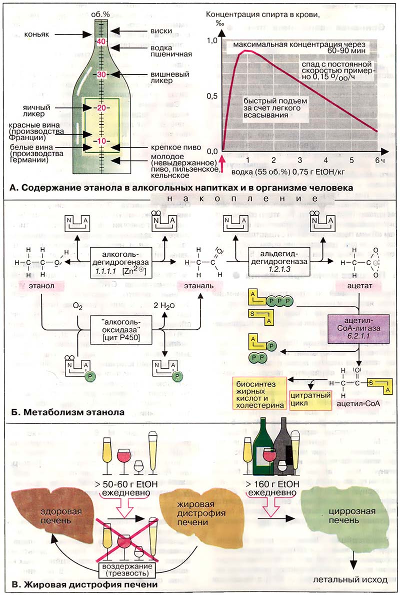 Ткани и органы. Печень / Метаболизм этанола