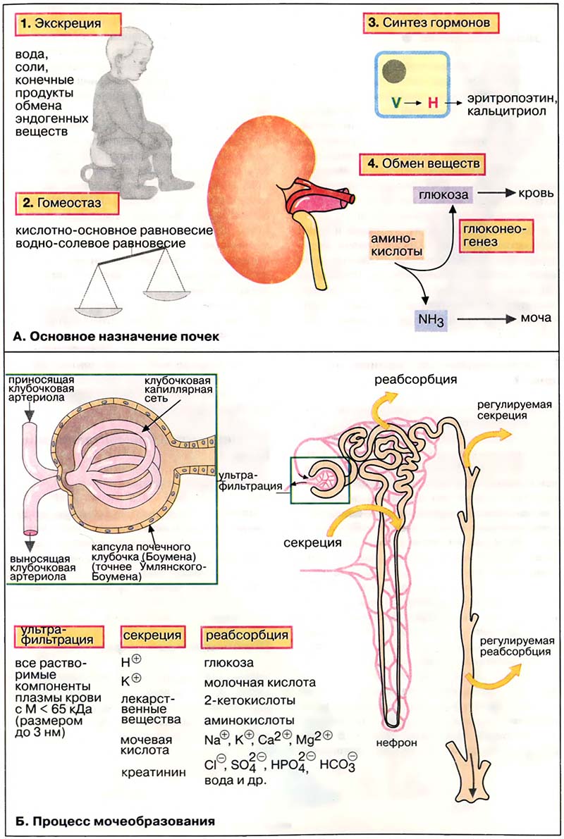 Ткани и органы. Почки / Функция почек