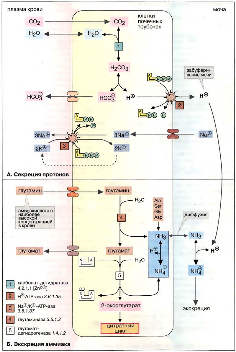 Ткани и органы. Почки / Экскреция протонов и аммиака