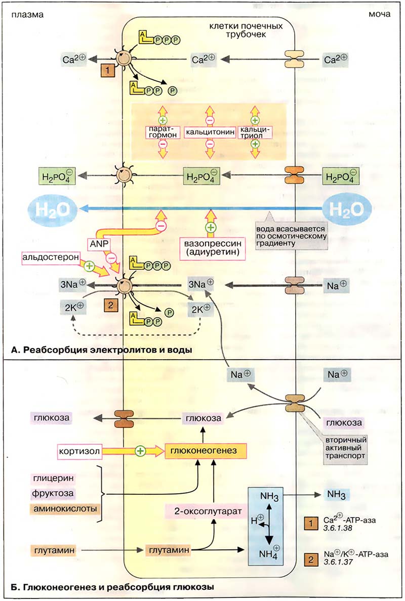 Ткани и органы. Почки / Реабсорбция электролитов и воды