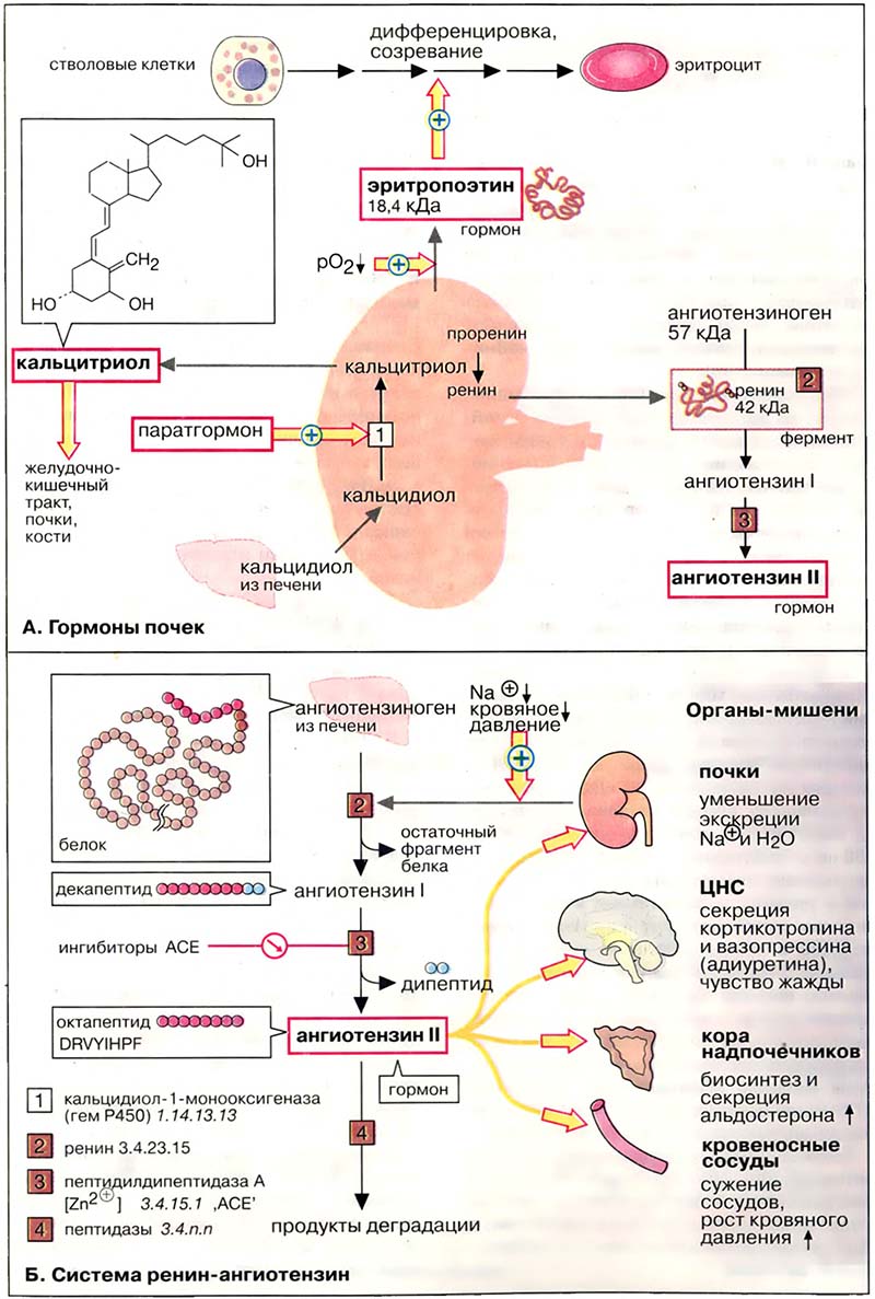 Ткани и органы. Почки / Эндокринная функция почек