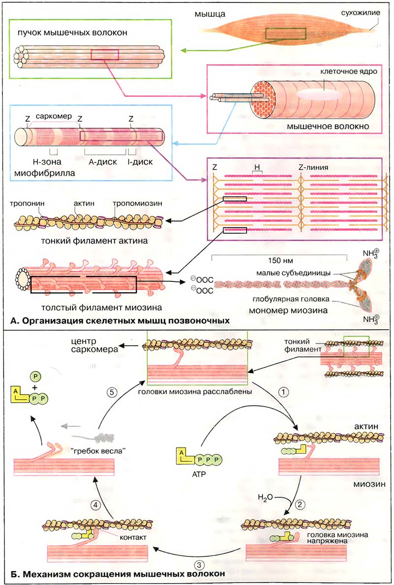 Ткани и органы. Мышцы / Сократительная система