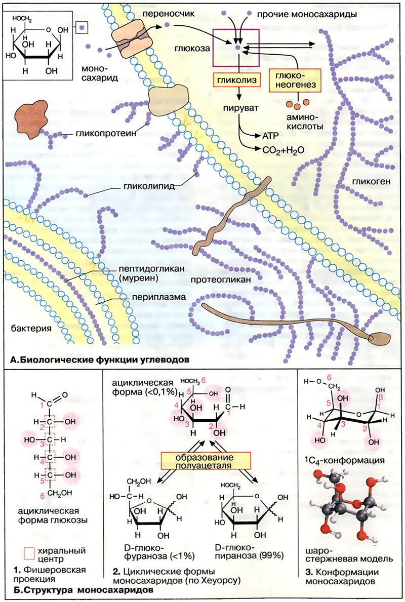 Биомолекулы. Углеводы / Углеводы