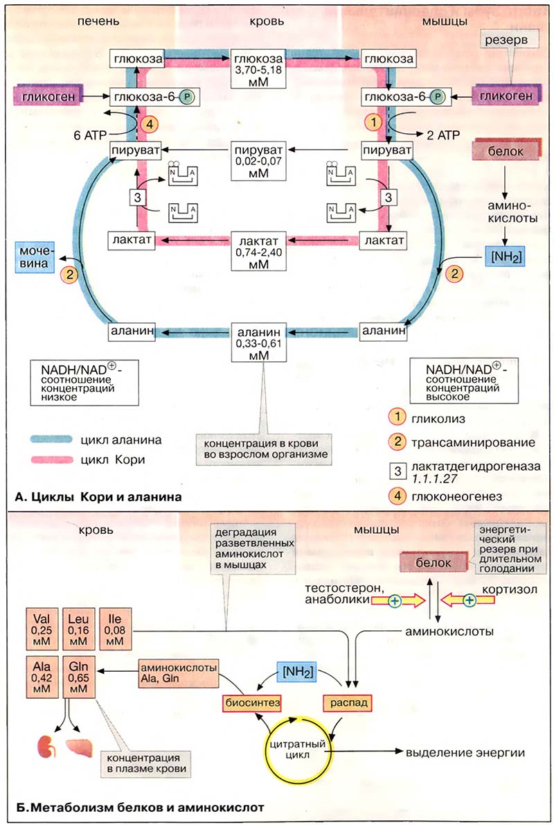 Ткани и органы. Мышцы / Метаболическая регуляция мышечного сокращения