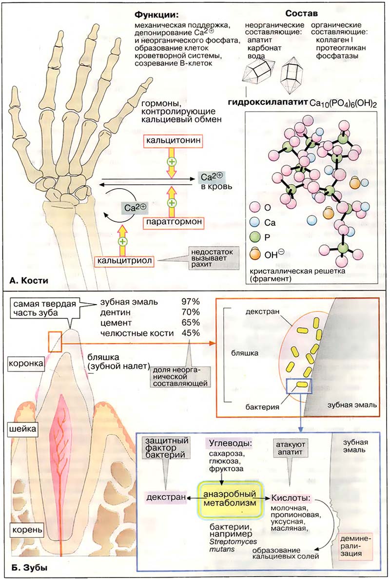 Ткани и органы. Соединительные ткани / Кости, зубы и соединительные ткани