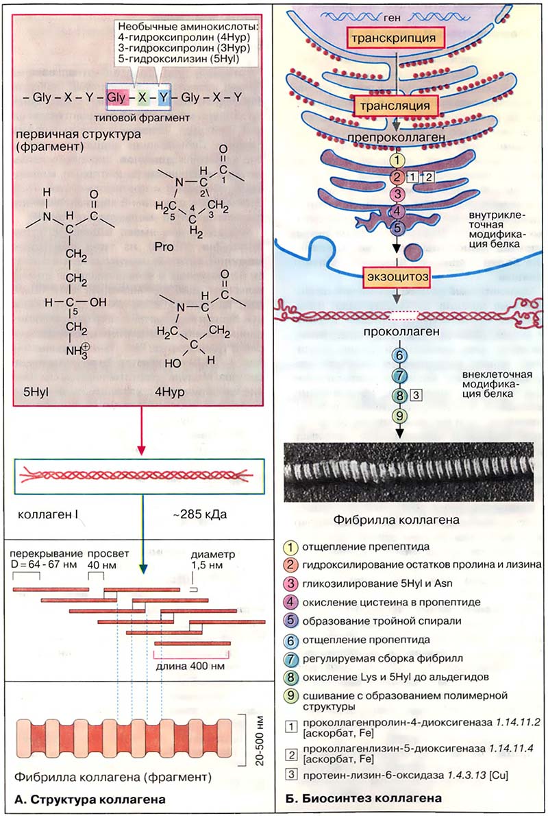 Ткани и органы. Соединительные ткани / Коллагены