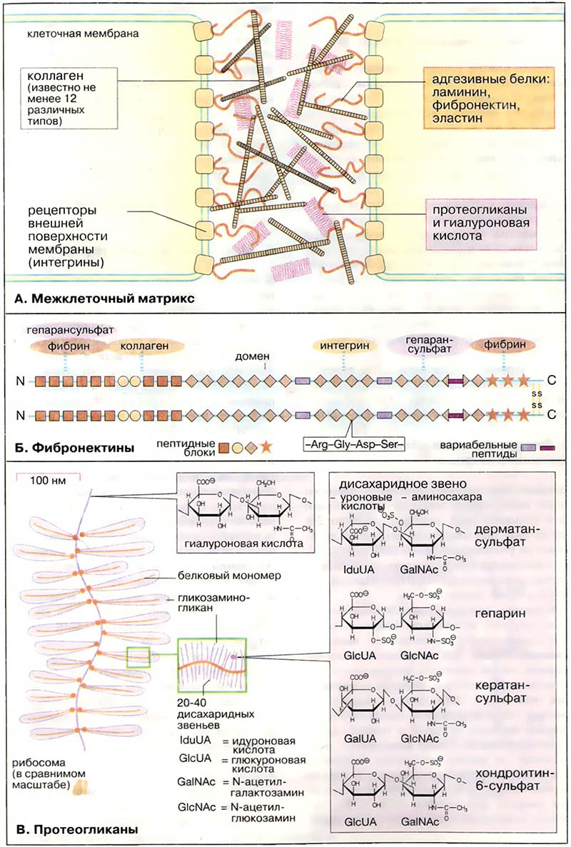 Ткани и органы. Соединительные ткани / Состав межклеточного матрикса