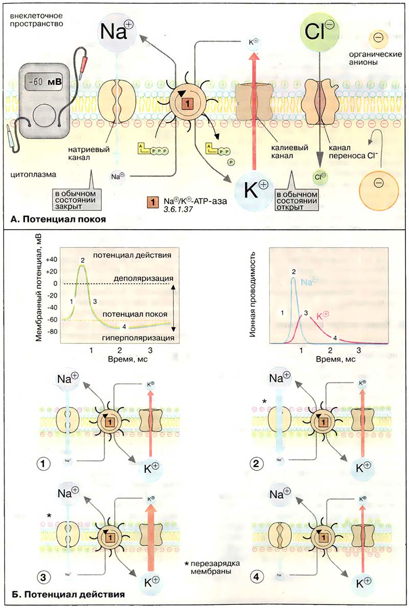 Ткани и органы. Нервная ткань / Потенциал покоя и потенциал действия