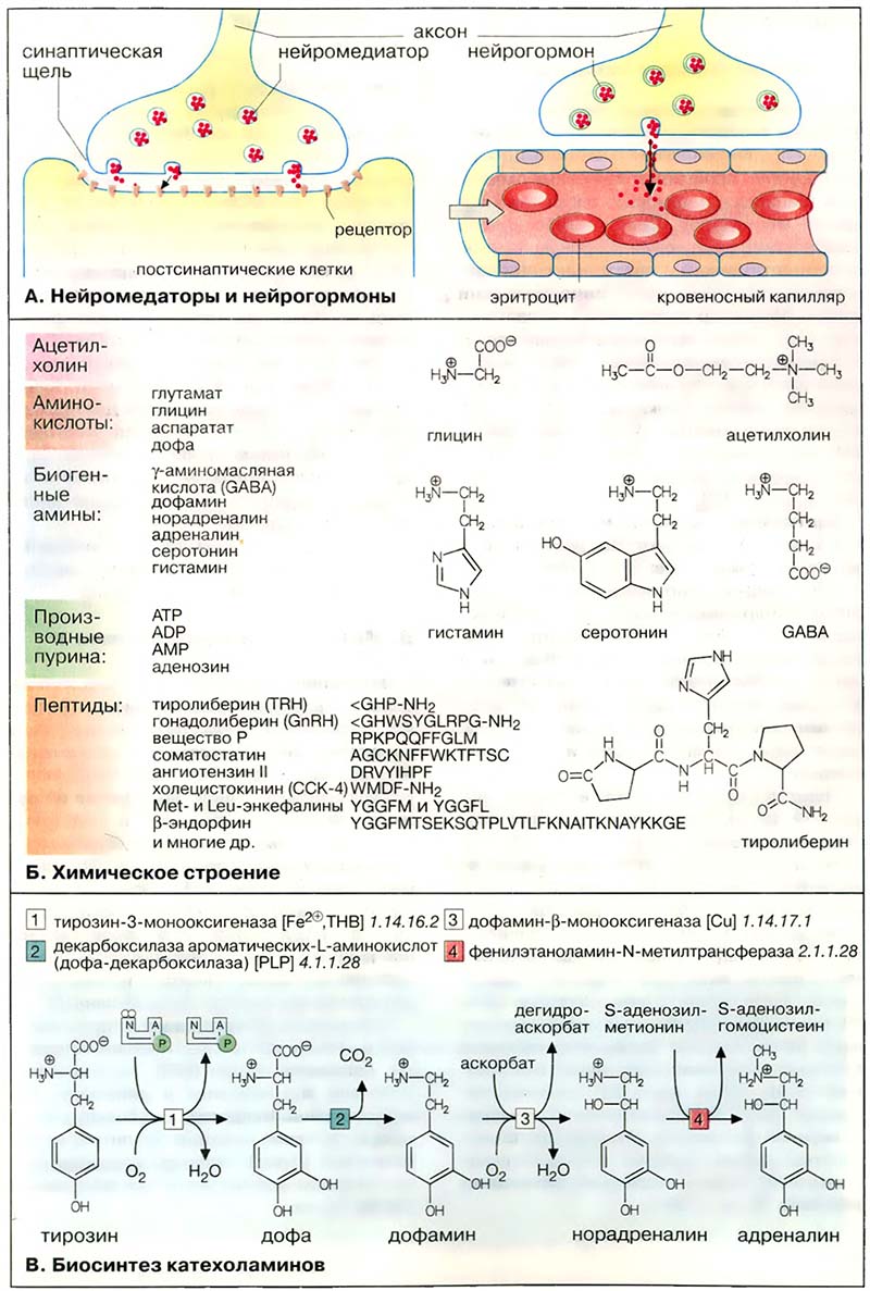 Ткани и органы. Нервная ткань / Медиаторы нервной системы