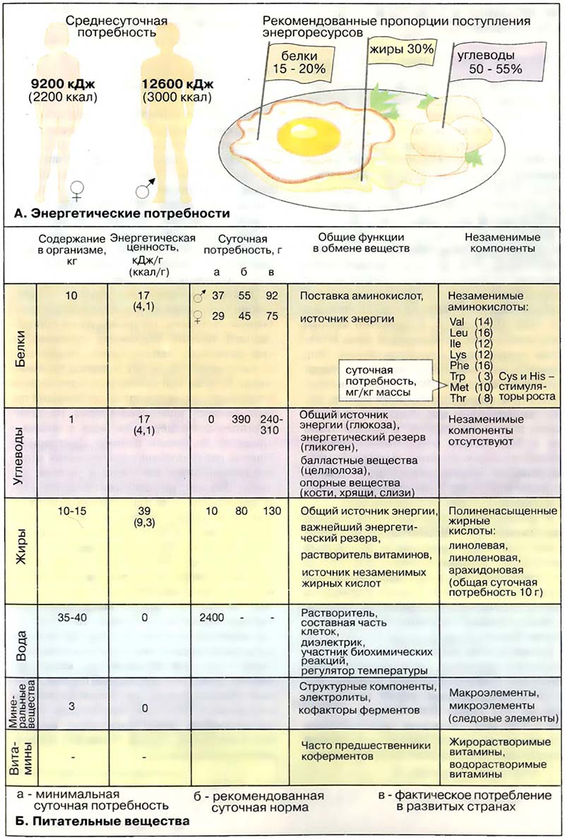 Питание. Питательные вещества / Питание. Органические вещества