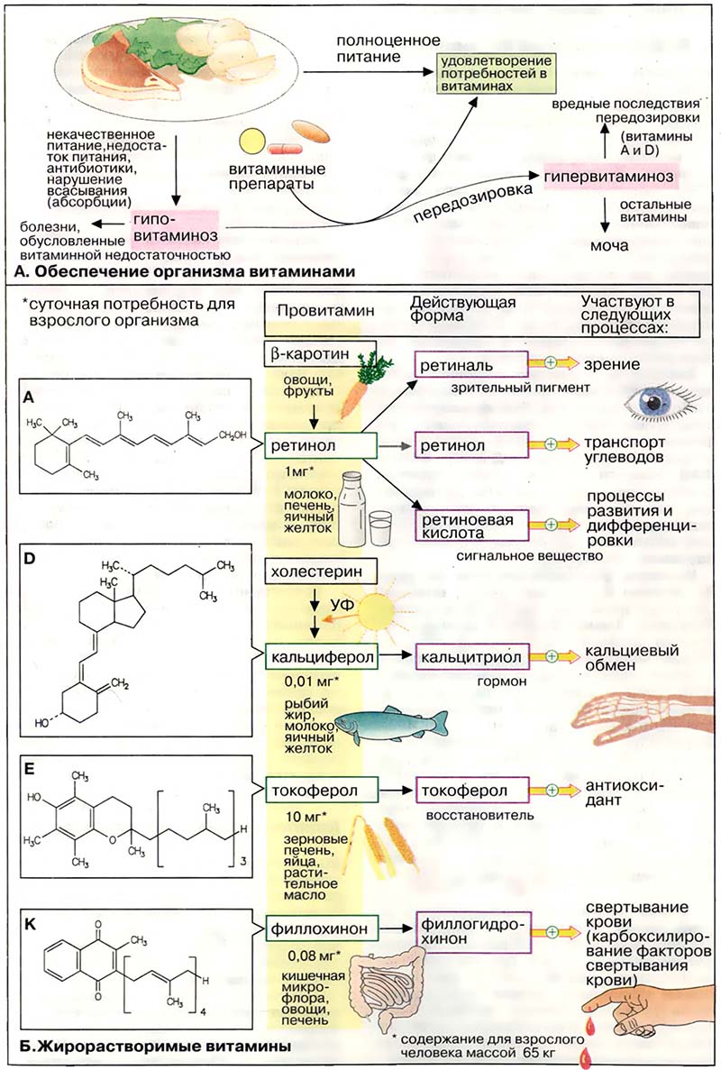 Питание. Витамины / Жирорастворимые витамины