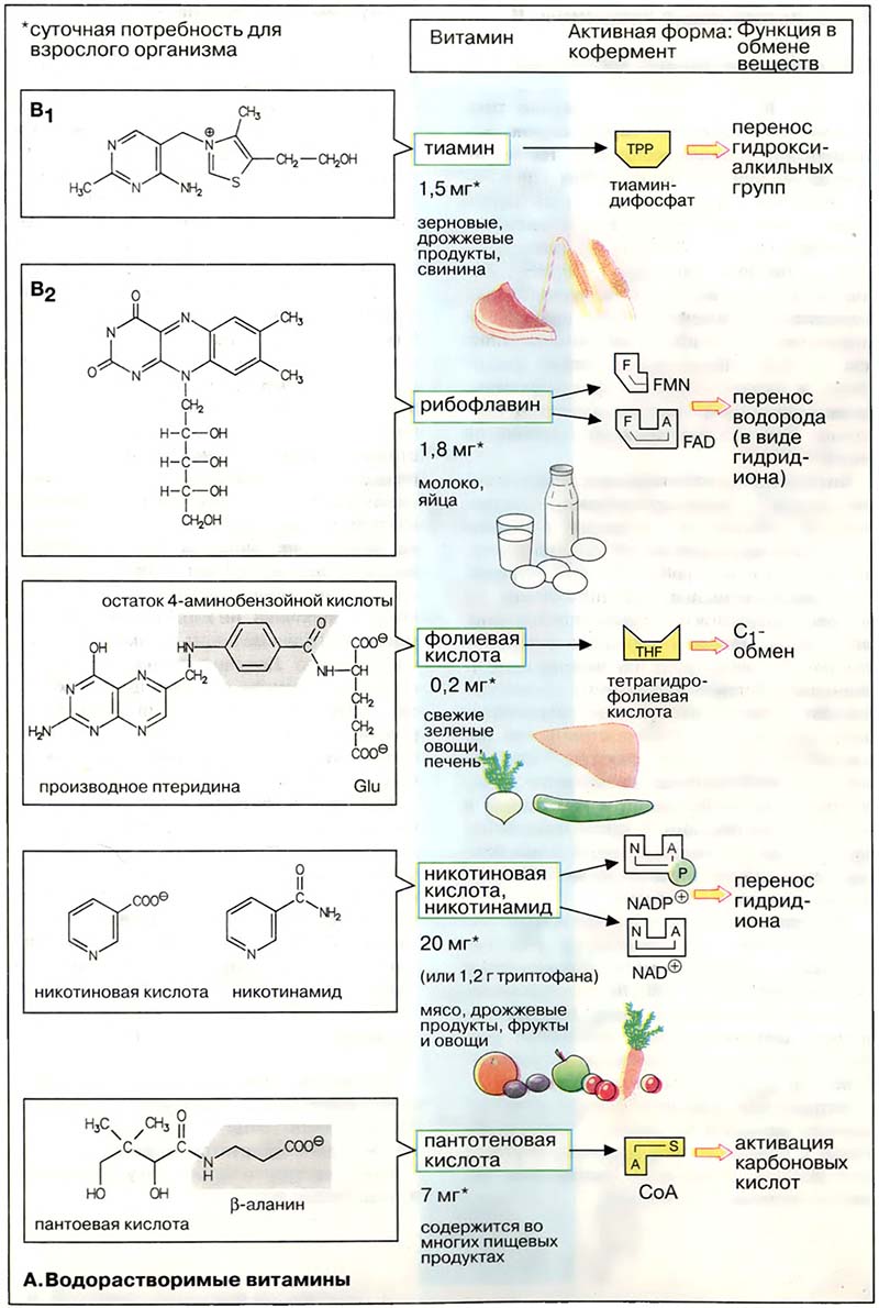 Питание. Витамины / Водорастворимые витамины. I